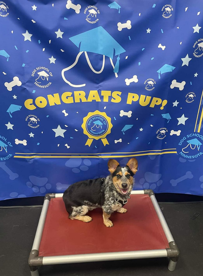dog-school-of-minnesota-congrats-pup-banner-after-the-blu-group-designer-nicole-haggerty