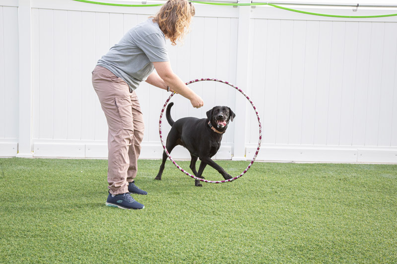 Pawesome Pets Country Club