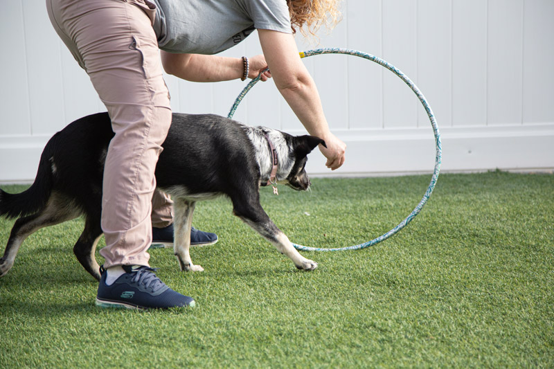 Pawesome Pets Country Club