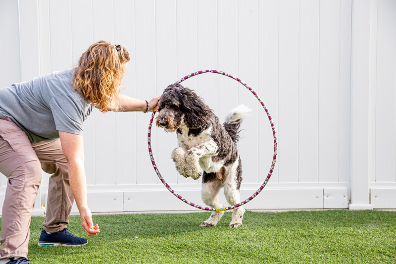 Pawesome Pets Country Club