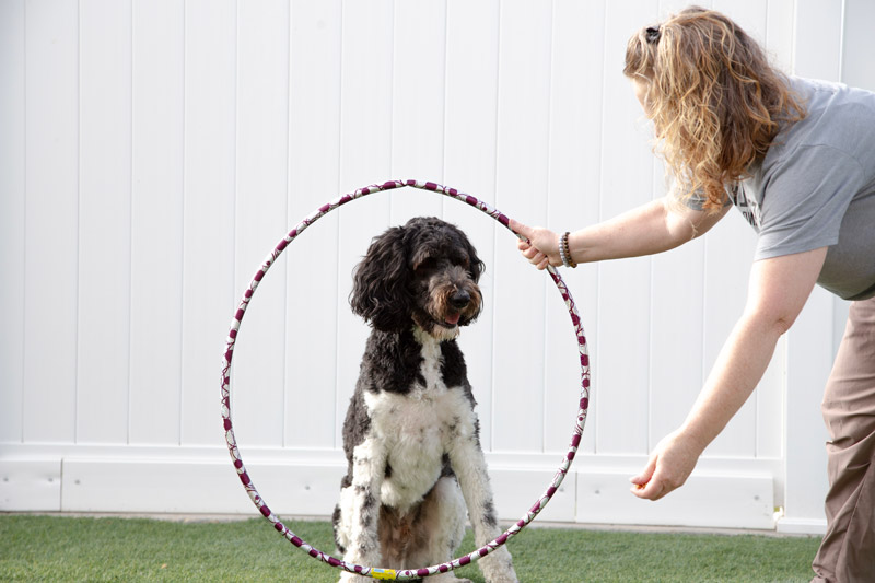 Pawesome Pets Country Club